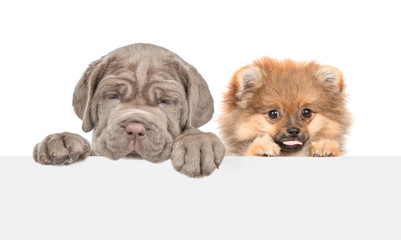 Obraz premium Two dogs above empty white banner. isolated on white background. Empty space for text