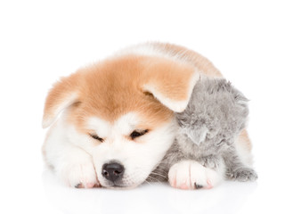 Sleepy Akita inu puppy hugging baby kitten. isolated on white background