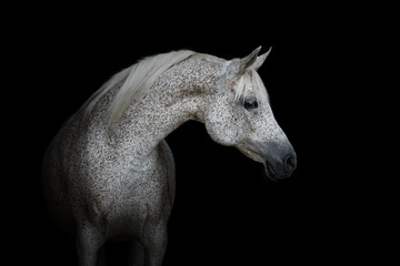 Fototapeta na wymiar Portrait of a beautiful white arabian horse isolated on black background