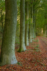 Forest. Echten Drente Netherlands. Trees and road. Beech trees. 