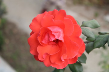 red rose