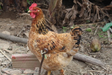 hen