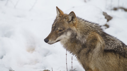 parco nazionale d'abruzzo 2019