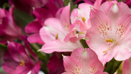 Fototapeta premium Peruvian lily Alstroemeria flowers