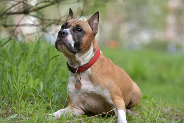 American Staffordshire Terrier