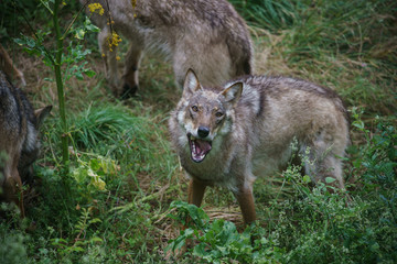 parco nazionale d'abruzzo 2019