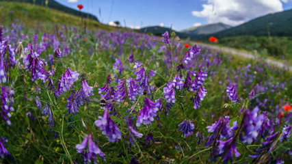 parco nazionale d'abruzzo 2019