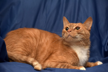 Fototapeta na wymiar redhead with white cat on blue