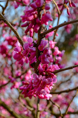 Fototapeta na wymiar Inflorescence of the pink Canadian cercis. Judas tree