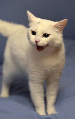 white albino cat