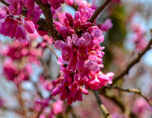 Blooming pink Canadian cercis against the sky. Judas tree