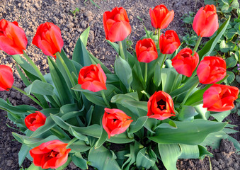 Bush of red tulips, top view