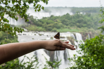 Butterflies and Waterfalls