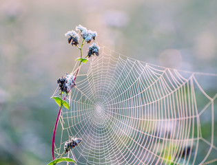 Wildflowers in dew and cobwebs in the morning meadow.  © Ann Stryzhekin
