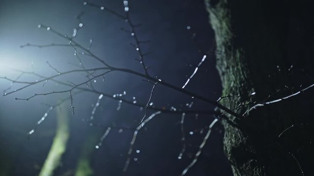 Glistening bare leafless wet snowy branches on a tree in moonlight glistening in the backlit light of the moon on a cold atmospheric misty or foggy winter night