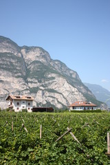 vineyards at the foot of the mountains