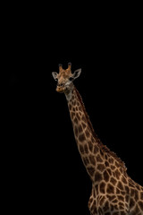 giraffe isolated on black background