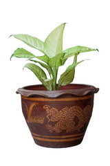 Dumb Cane plant or Dieffenbachia in brown pot isolated on white background with clipping path.