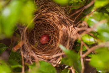 nest with one egg of a yellow vented bulbul bird, nesting season of birds starts