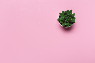 Obraz na płótnie Canvas succulents banner or header with different plants on a soft blush pink background