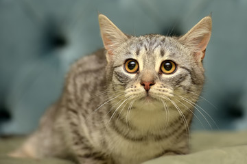 striped frightened young cat