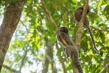 Marmoset in the wild