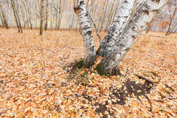 Silver birch in the wild
