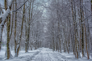 road in the forest and a lot of snow