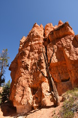 landscape on the bryce canyon in the united states of america