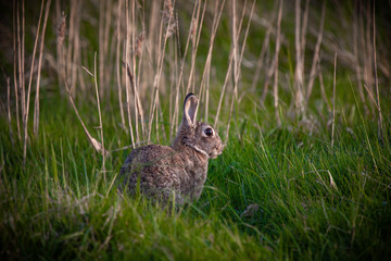 Naklejka na ściany i meble watchful rabbit in the grass