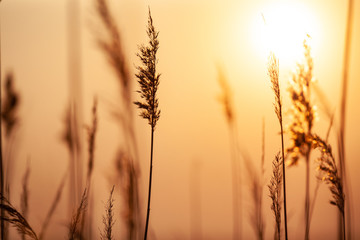 A few long grass stalks in front of the sunset with depth of fields