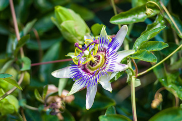 passion flower Passiflora caerulea Passionflower against green garden background