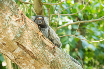 Marmoset in the wild