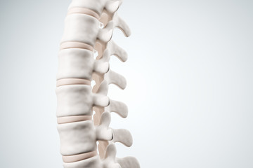 Realistic human spine illustration. Side view on the white background. 3d render.