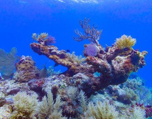 reef water dive