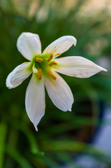 decorative white flower rain lily Zephyranthes grandiflora