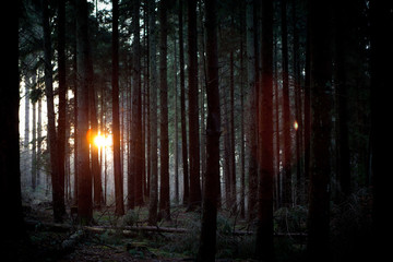 Mystic atmosphere. Dark forest with sunset flares between some trees