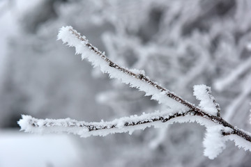 snowy and frosty tree branches