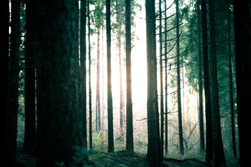 dark forest scene with tree silhouettes and glowy light