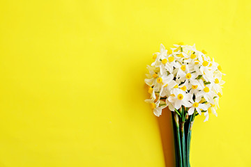 Yellow white daffodil, narcissus, jonquil flower close up on bright yellow background with a lot of copy space for text. Blank template for Mother's day, March 8 women's day, Valentine greeting card.