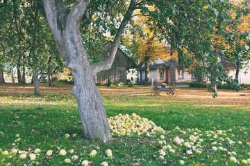 Apples in the garden at the old house