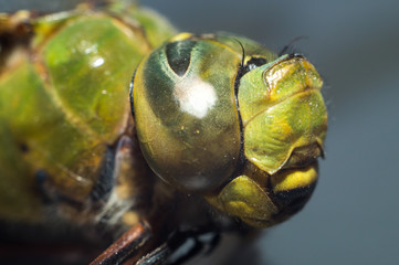 Oko ważki - dragonfly eye © Mariusz Pracki