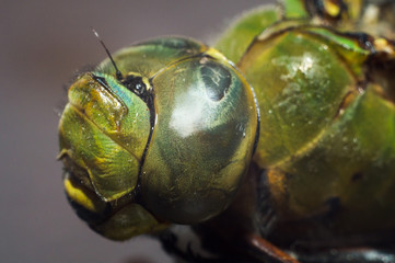 Oko ważki - dragonfly eye © Mariusz Pracki