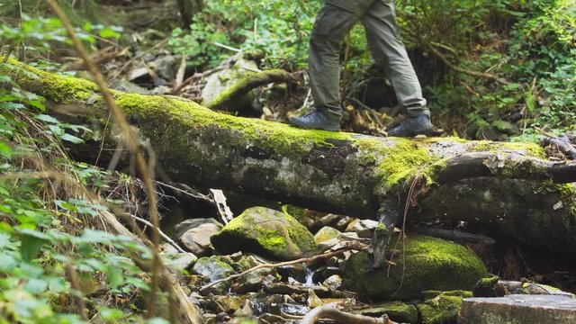 Hiker Crosses Stream over Deadfall Log in Carpathian Mountains
