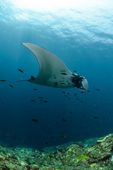 Manta Ray swimming in Indian ocean