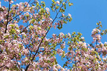 Cherry blossom against blue sky