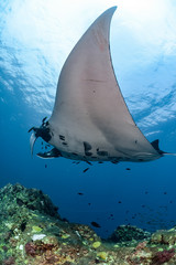 Manta Ray swimming in Indian ocean