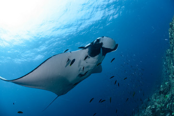 Manta Ray swimming in Indian ocean