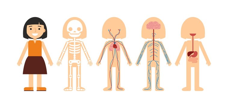 Vector illustration of body anatomy. Human skeleton, circulatory system, nervous system and digestive system. For teaching aid, animation, explainer, infographics. Option 1