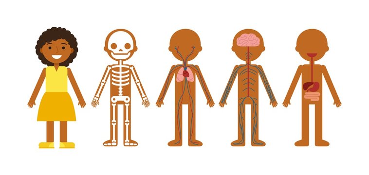 Vector illustration of body anatomy . Human skeleton, circulatory system, nervous system and digestive system. For teaching aid, animation, explainer, infographics